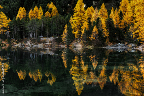 fall color yellow larch and pine trees with reflections in calm mountain lake photo