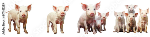 Png Set Danish pig breeds on a transparent background
