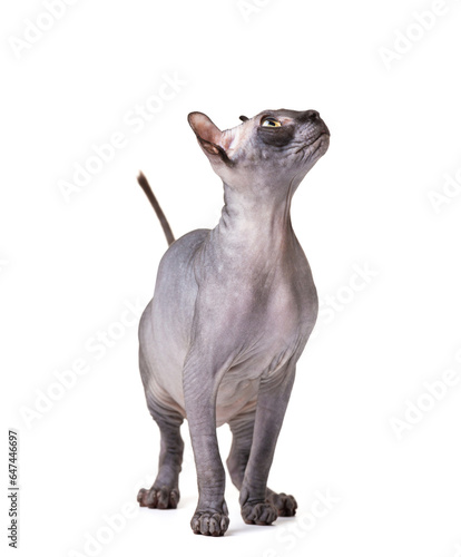 Playful cat breed Don Sphynx on a white background © Denis