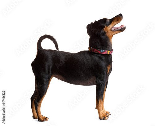 Photography Pedigree miniature pinscher stands on a white background