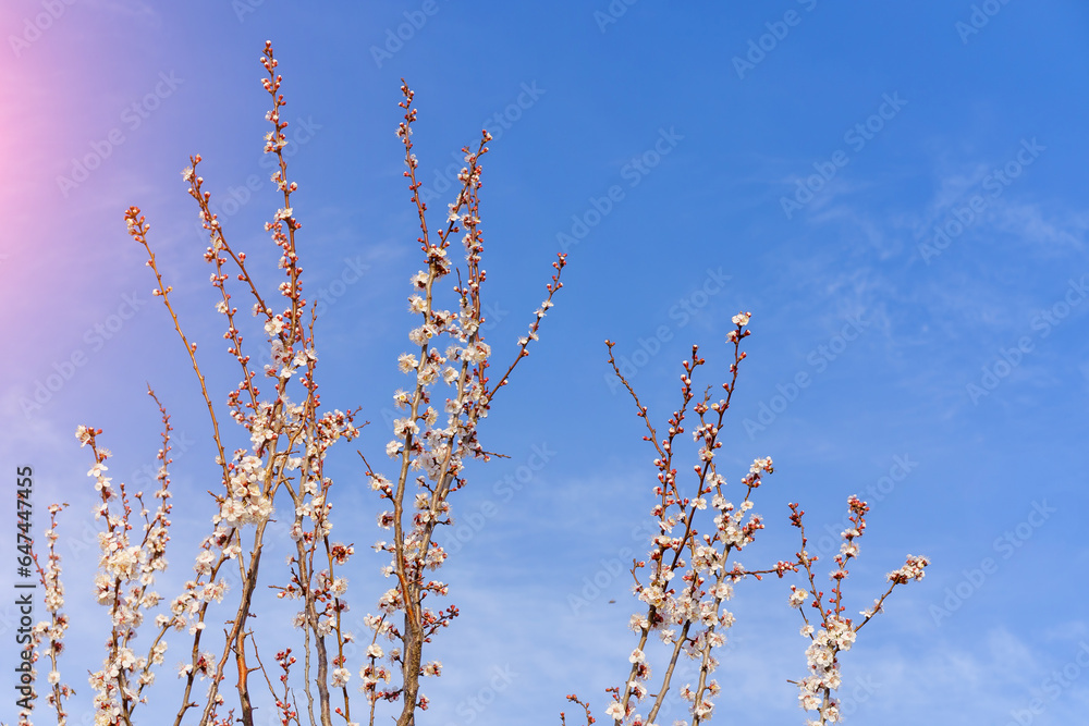 Twigs of flowering fruit trees with selective focus, toned. Spring background with copy space Twigs of flowering fruit trees with selective focus, toned. Spring background with copy space