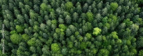 An overhead shot of a patch of vibrant green trees in contrast with a nearby lifeless gray area devoid of any greenery signifying large scale deforestation.