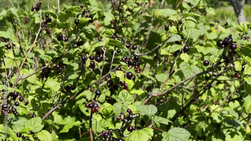 leaves in the garden with dark berries leaves in the garden with dark berries