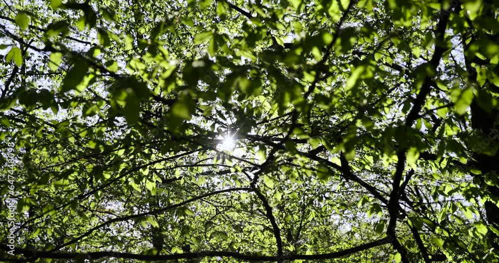 green foliage on hornbeam tree in spring bloom, beautiful new leaves on hornbeam trees in spring green foliage on hornbeam tree in spring bloom, beautiful new leaves on hornbeam trees in spring
