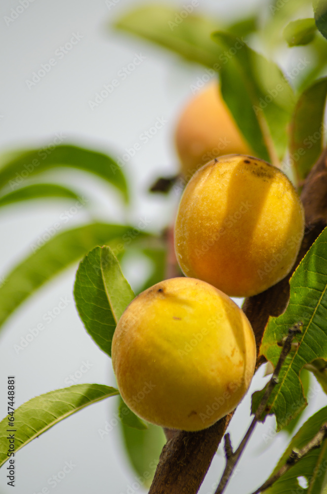 detail of organic peaches on the tree