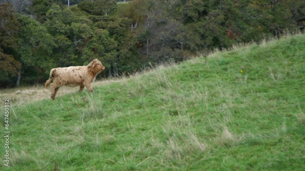 Highland Cow Running Up Grassy Hill In Slow Motion Highland Cow Running Up Grassy Hill In Slow Motion