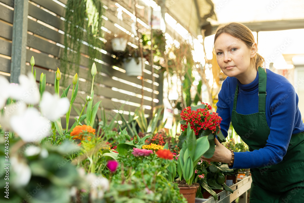 Female flower shop worker inspects kalanchoe flowers for yellowed leaves in pots