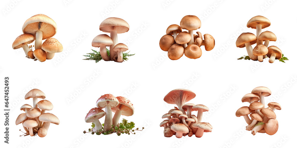 Png Set Cooking mushrooms on a transparent background Png Set Cooking mushrooms on a transparent background