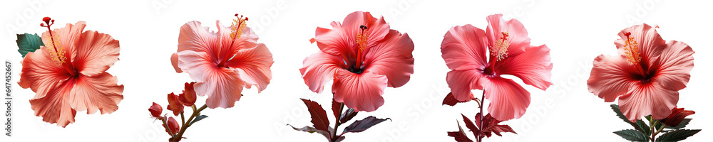 Png Set Closeup view of a red hibiscus flower on a transparent background Png Set Closeup view of a red hibiscus flower on a transparent background
