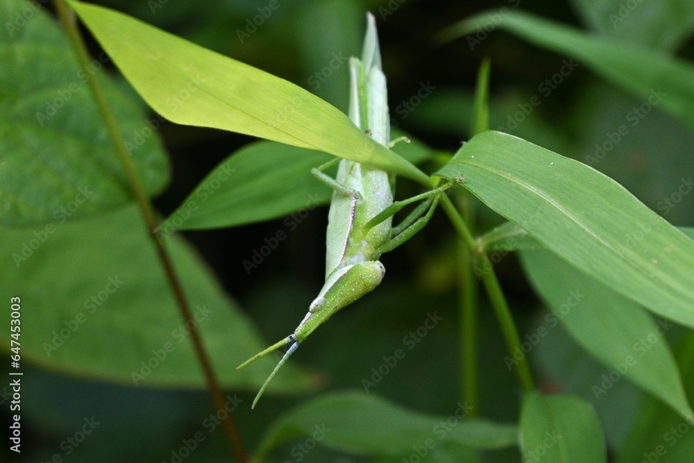 A smaller longheaded locust (Atractomorpha lata). Orthoptera Pyrgomorphidae. Adult females are larger than males, and the male is often seen riding on the female's back. A smaller longheaded locust (Atractomorpha lata). Orthoptera Pyrgomorphidae. Adult females are larger than males, and the male is often seen riding on the female's back.