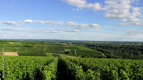 Lush vineyards in Europe, France, Burgundy, Nievre, Pouilly sur Loire, circa Nevers, in summer, on a sunny day.  photo