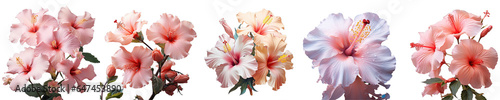 Png Set The hibiscus flower transparent background