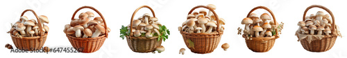Png Set White cep mushrooms isolated on transparent background