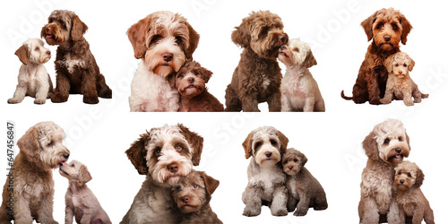 Png Set Image of a lagotto romagnolo puppy engaging in play with its mother an adult dog transparent background photo