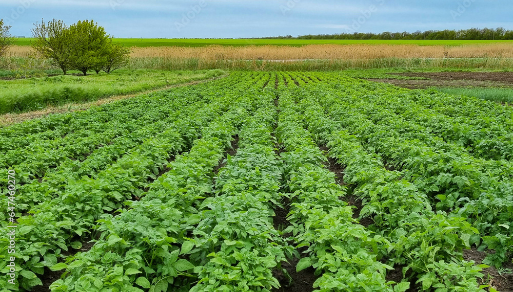 Potato field. Growing potatoes in the field. Potato field. Growing potatoes in the field.