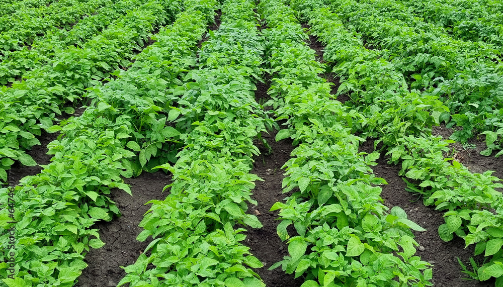Potato field. Potato harvest. Rows of potato bushes in the garden. Potato field. Potato harvest. Rows of potato bushes in the garden.