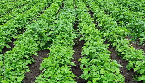 Potato field. Potato harvest. Rows of potato bushes in the garden.