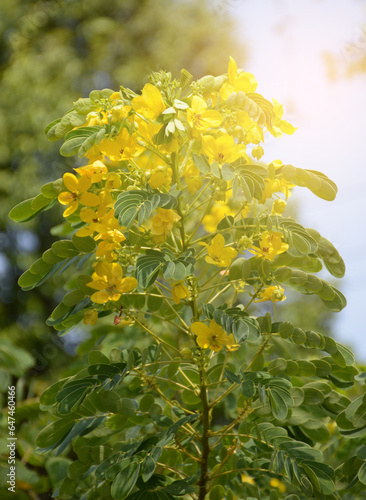 beautiful yellow Cassia Surattensis flowers in the garden photo