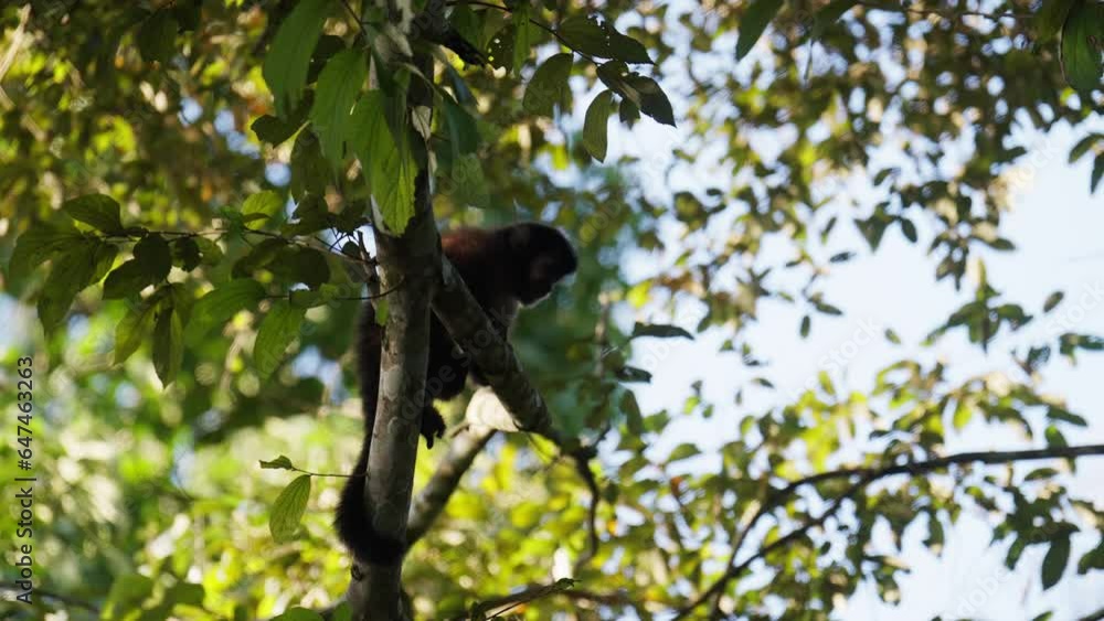 Monkey On A Tree In Slow Motion Monkey On A Tree In Slow Motion
