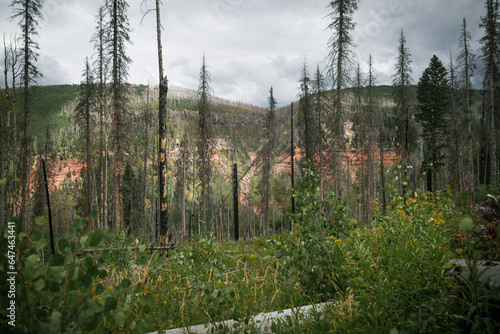 Landscape view in San juan National Forest of red rock cliffs on green forested mountainside in a burn area with tall burnt trees near Rico Colorado photo