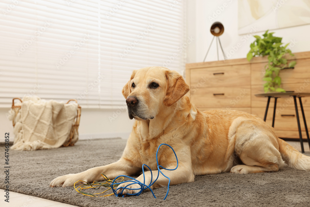 Naughty Labrador Retriever dog near damaged electrical wire at home. Space for text Naughty Labrador Retriever dog near damaged electrical wire at home. Space for text
