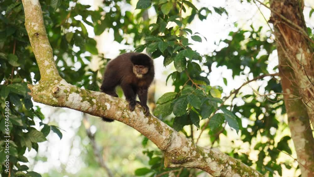 Monkey Observing The Jungle From A Branch Monkey Observing The Jungle From A Branch