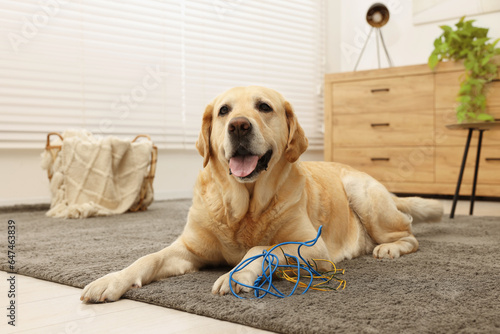 Fototapeta Naklejka Na Ścianę i Meble -  Naughty Labrador Retriever dog near damaged electrical wire at home