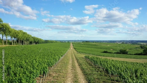 A Roman road surrounded by lush vineyards in Europe, France, Burgundy, Nievre, Pouilly sur Loire, towards Nevers, in summer on a sunny day.  photo