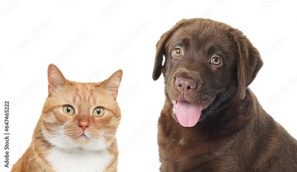 Red cat and chocolate Labrador Retriever on white background. Cute pets Red cat and chocolate Labrador Retriever on white background. Cute pets