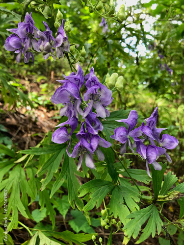 Aconitum japonicum (purple color)