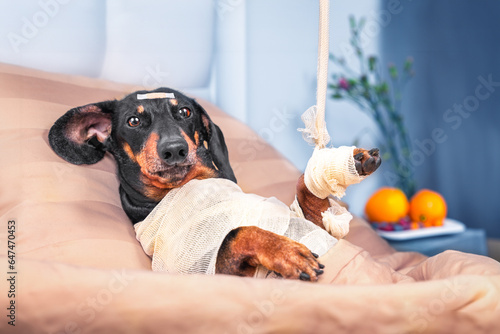 Dog patient of hospital lies in bed in ward for treatment, rehabilitation is bandaged, hand is hung in cast, plaster on head Elderly sick dachshund with injuries after accident is recovering in clinic