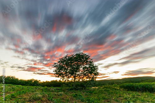 tree in the blue sky sunset