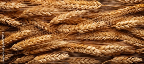 Closeup wheat texture background. Generative AI