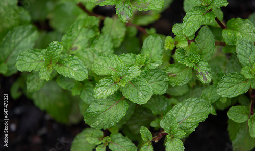 Pepper mint plant growing in vegetable garden. Mint leaves background.