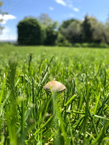 Mushroom in a field