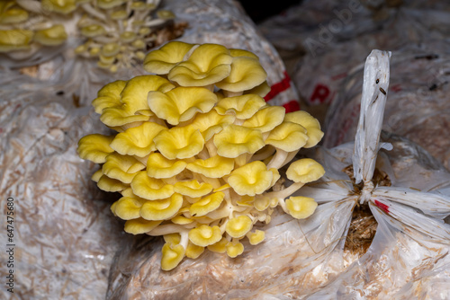 Pleurotus citrinopileatus Golden Oyster Mushroom photo