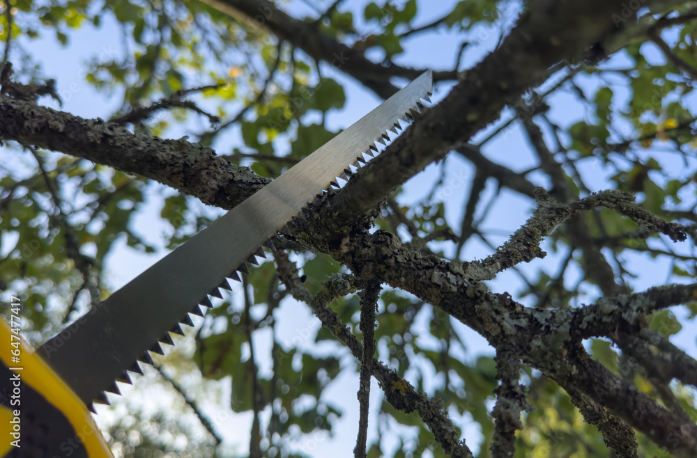Fototapeta premium Saw branch. Cut branch use branch saw. Cutting branches on apple tree use Garden saw. Trimming tree branch in rural garden. Pruning tree with clippers on backyard in village. Pruning tools for garden
