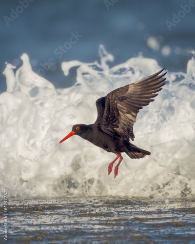 Sooty Oyster Catcher