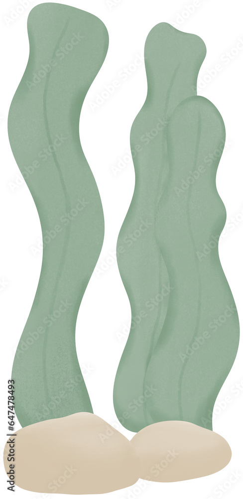 seaweed seaweed