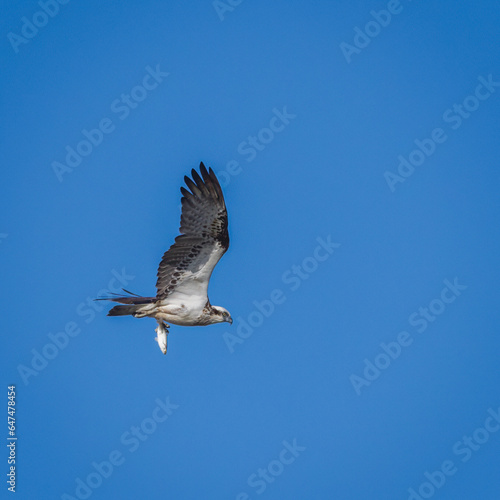 Osprey with Prey with Wings Up