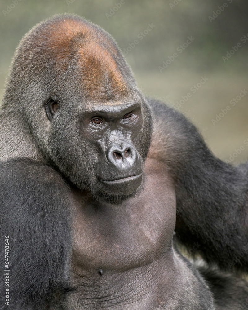 Western lowland Silverback Gorilla sitting in jungle