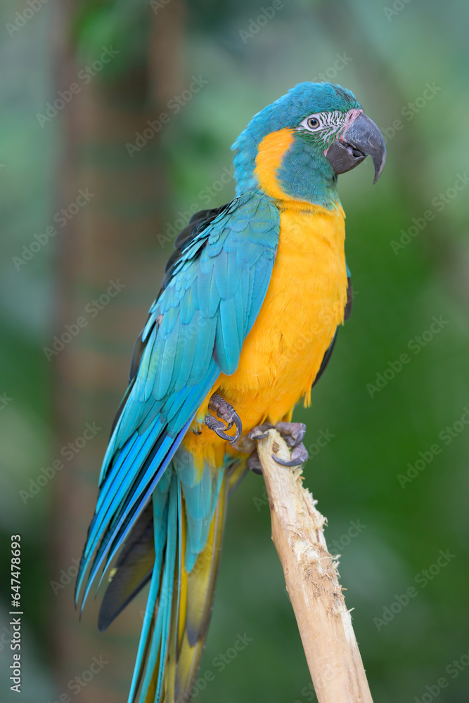 Blue-and-yellow macaw perched on tree branch in tropical forest