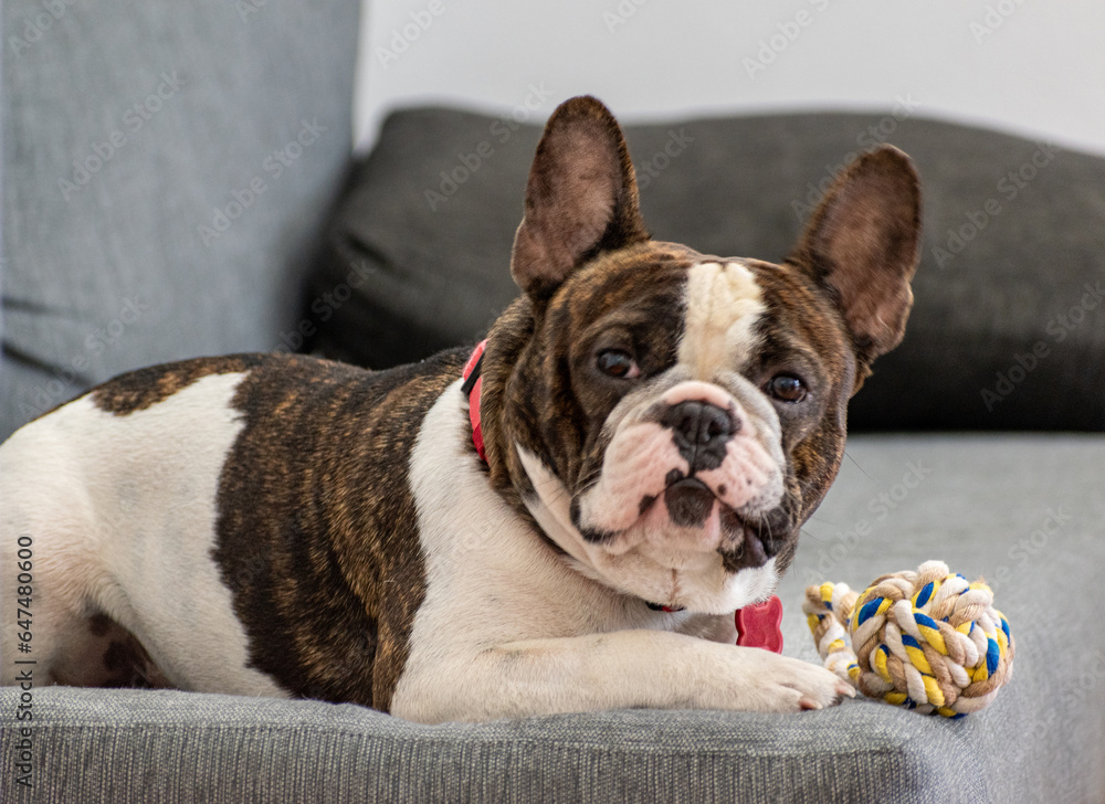 French bulldog lying down and playing with his ball on the sofa, looking at the camera, friendship and loyalty concept, selective focus