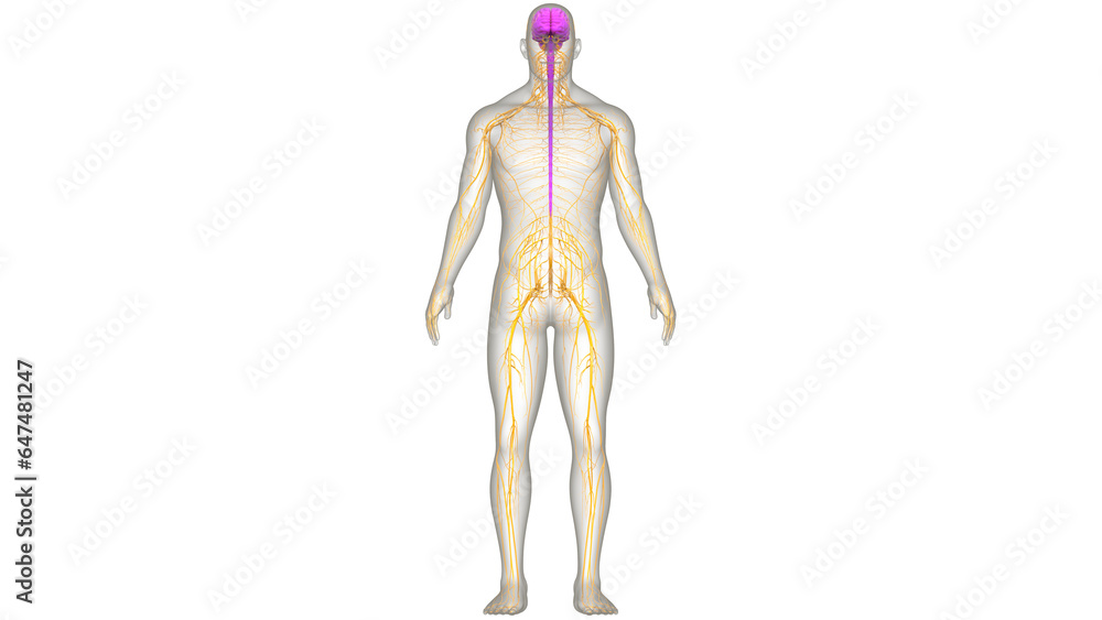 Central Organ of Human Nervous System Brain Anatomy
