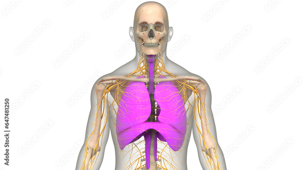 Human Respiratory System Lungs with Diaphragm Anatomy Human Respiratory System Lungs with Diaphragm Anatomy