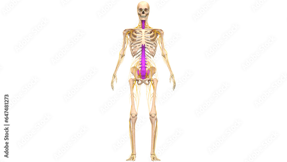 Spinal Cord Vertebral Column of Human Skeleton System Anatomy Spinal Cord Vertebral Column of Human Skeleton System Anatomy