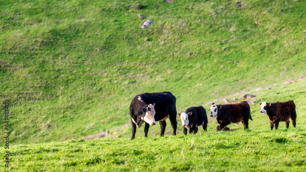 Naklejka premium cows in the field