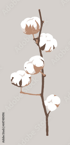 Illustration of a leaf of a cotton plant. Cotton and cheesecloth are made using the hairs produced when the seeds bear fruit.
