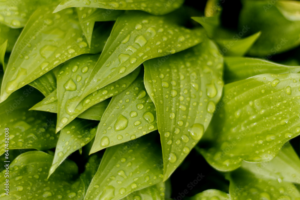 Foliage with rain drops - close up Foliage with rain drops - close up