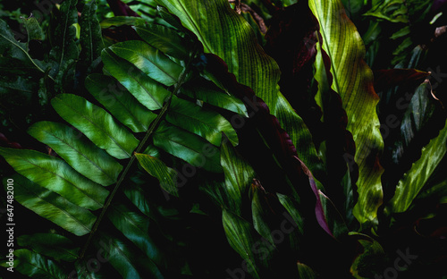 Beautiful green leaf plant background. Tropical leaves concept
